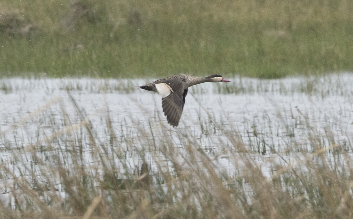 Red-billed Duck - ML647396243