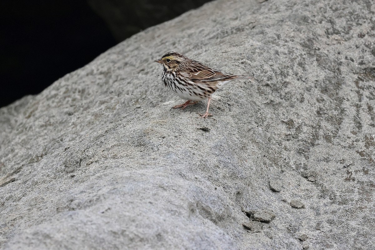 Chingolo Sabanero (grupo sandwichensis) - ML647396244