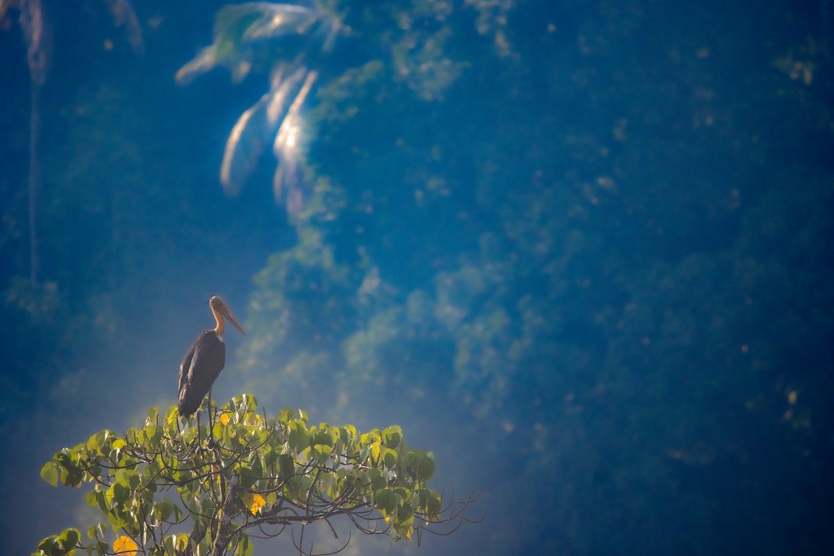 Lesser Adjutant - ML647396252
