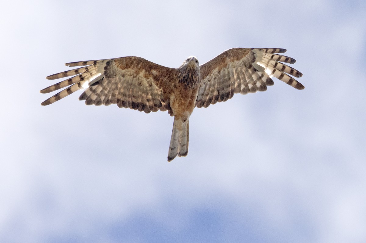 Milano Colicuadrado - ML647396261