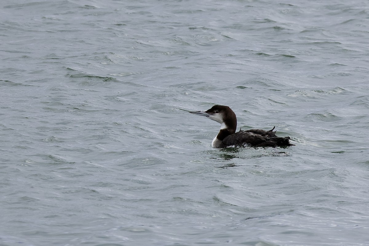 Common Loon - ML647396271