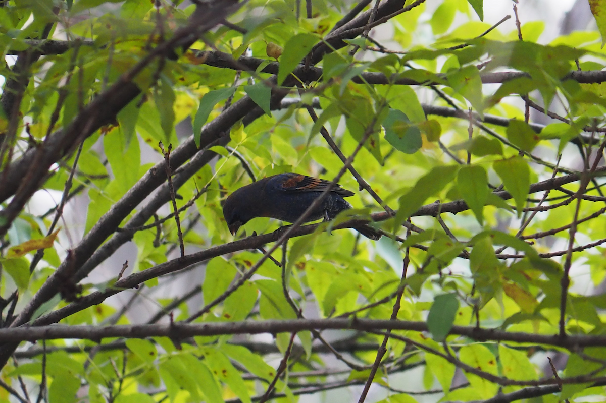 ルリイカル - ML647396274