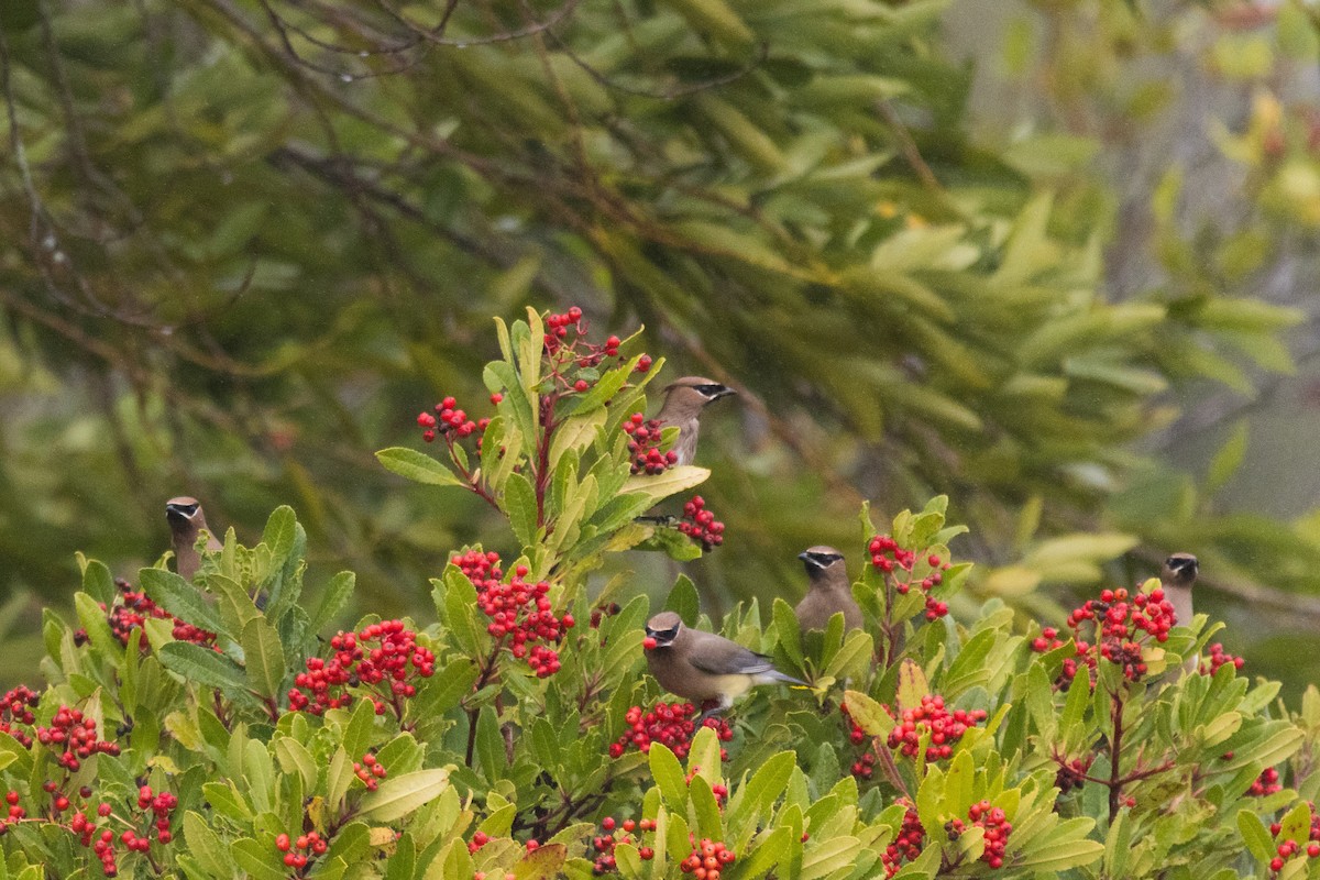 Cedar Waxwing - ML647396276