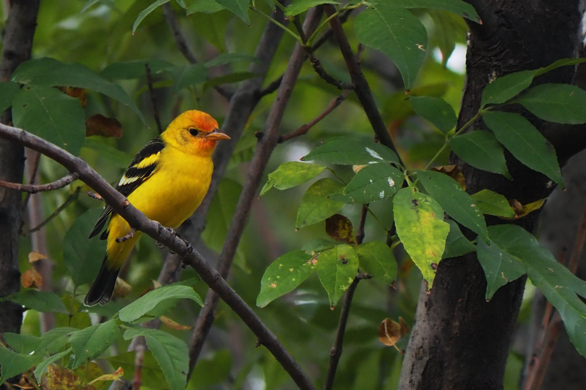 ニシフウキンチョウ - ML647396278