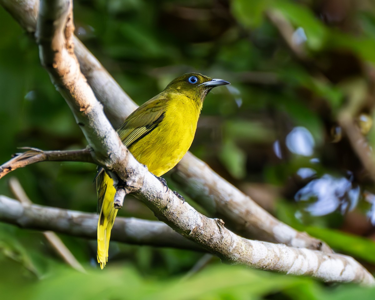 Бюльбюль андаманський - ML647396279