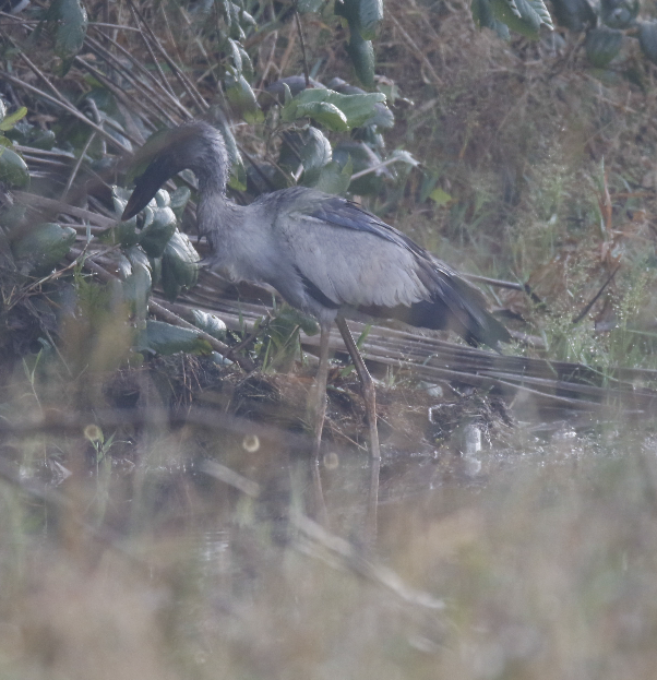 Asian Openbill - ML647396280