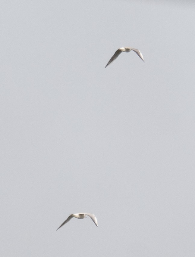 שחף בלתי-מזוהה - ML647396281