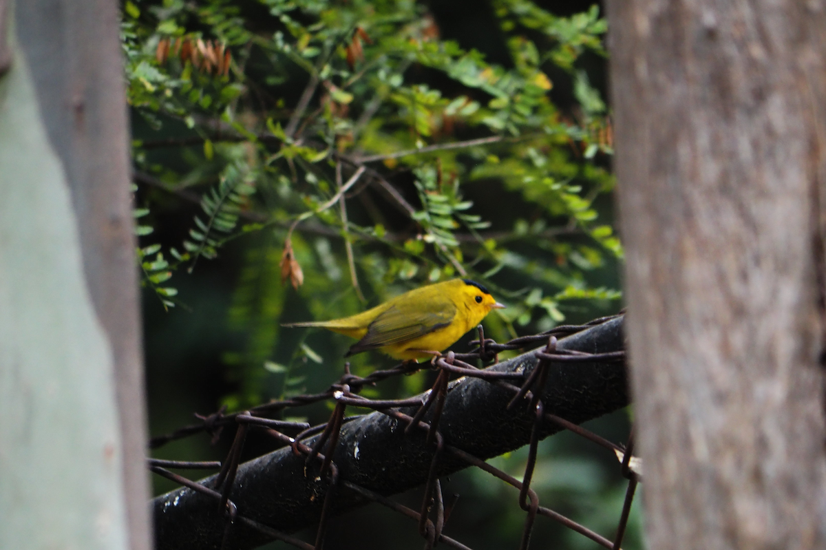 ウィルソンアメリカムシクイ - ML647396288