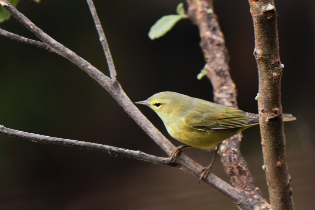 サメズアカアメリカムシクイ - ML647396302