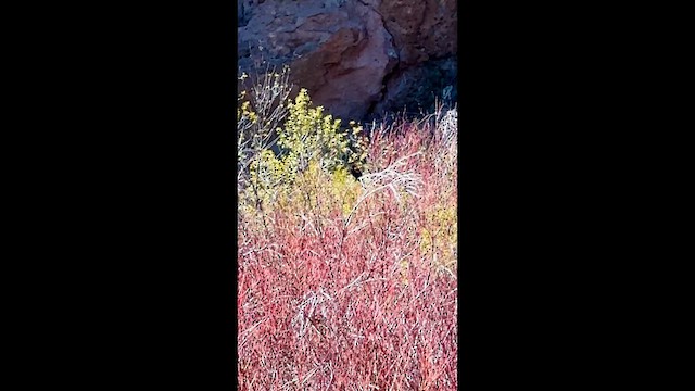 Еполетник червоноплечий - ML647396320