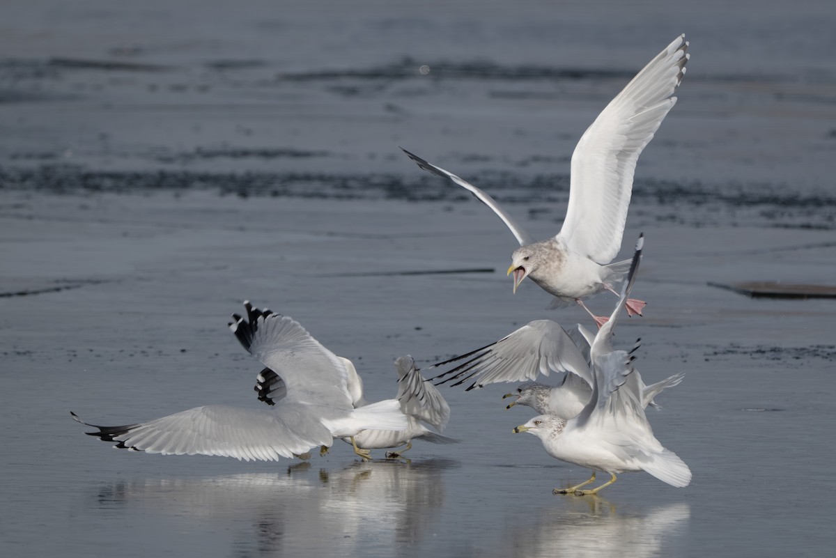 アイスランドカモメ（亜種 カナダカモメ） - ML647396328