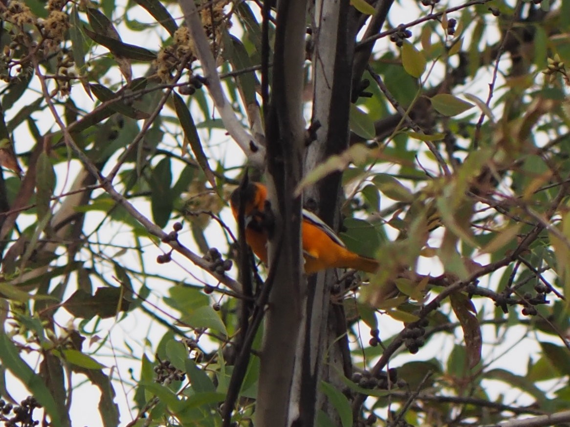 ビュラックムクドリモドキ - ML647396335