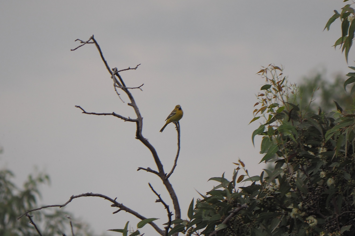 アカクロムクドリモドキ - ML647396341