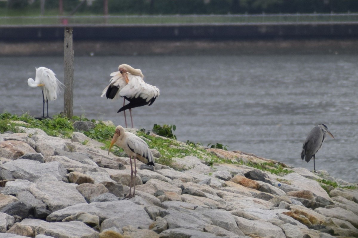 Серый клювач - ML647396342
