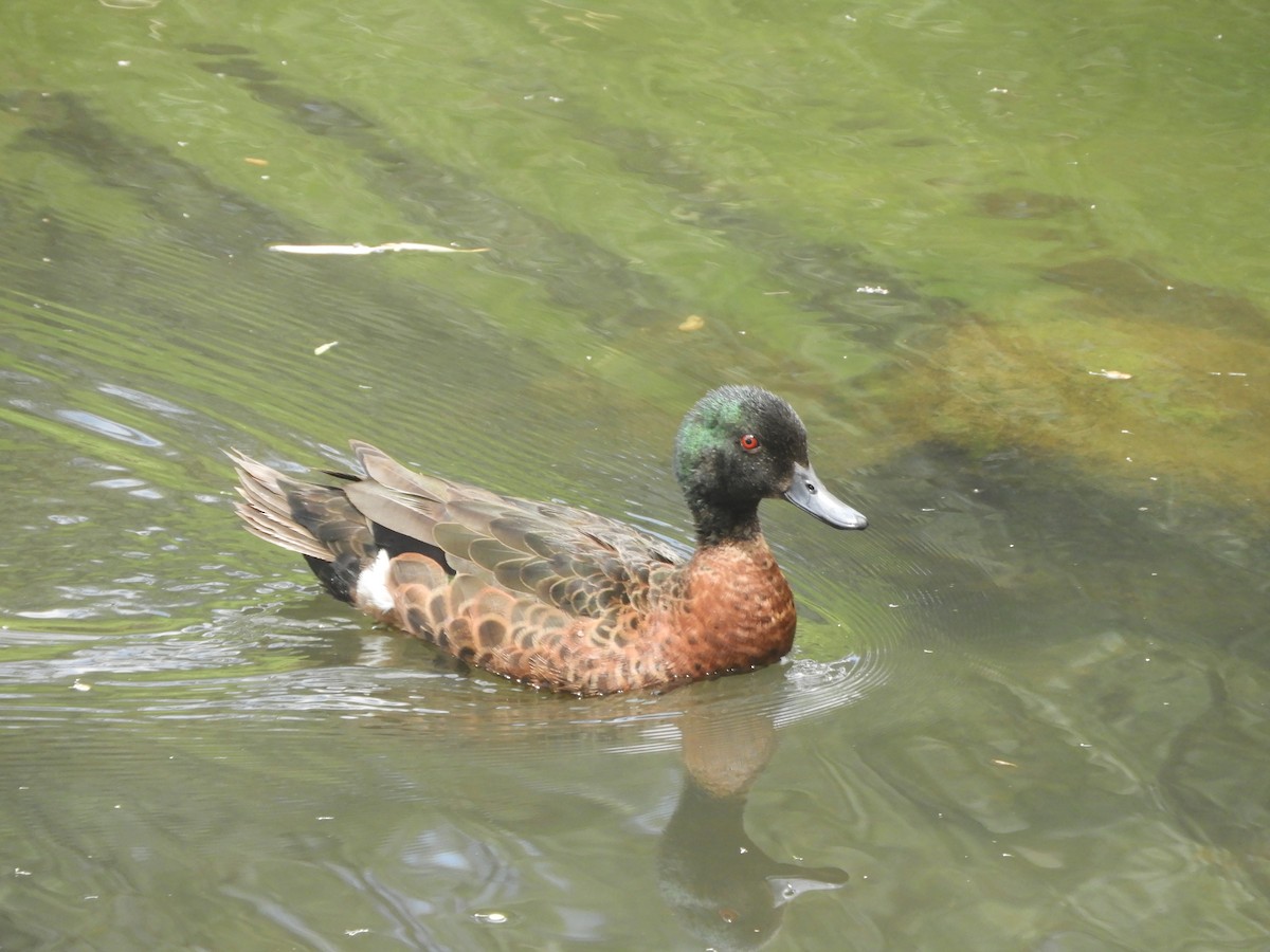 Chestnut Teal - ML647396349