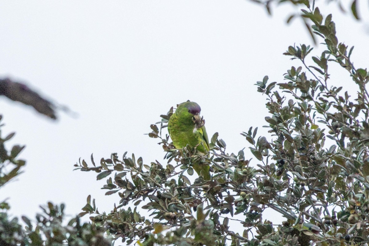 Lilac-crowned Amazon - ML647396353