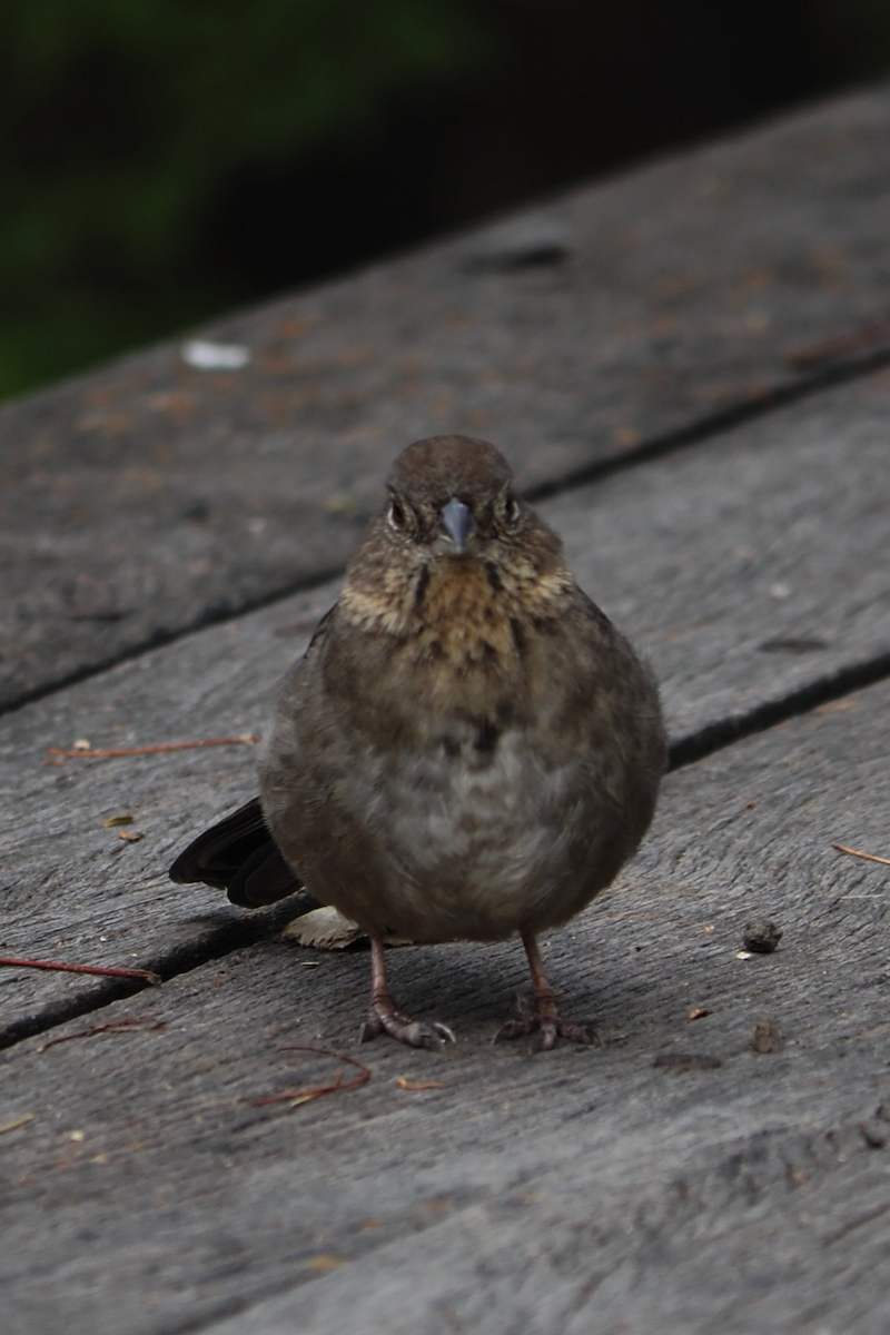 ムジトウヒチョウ - ML647396354