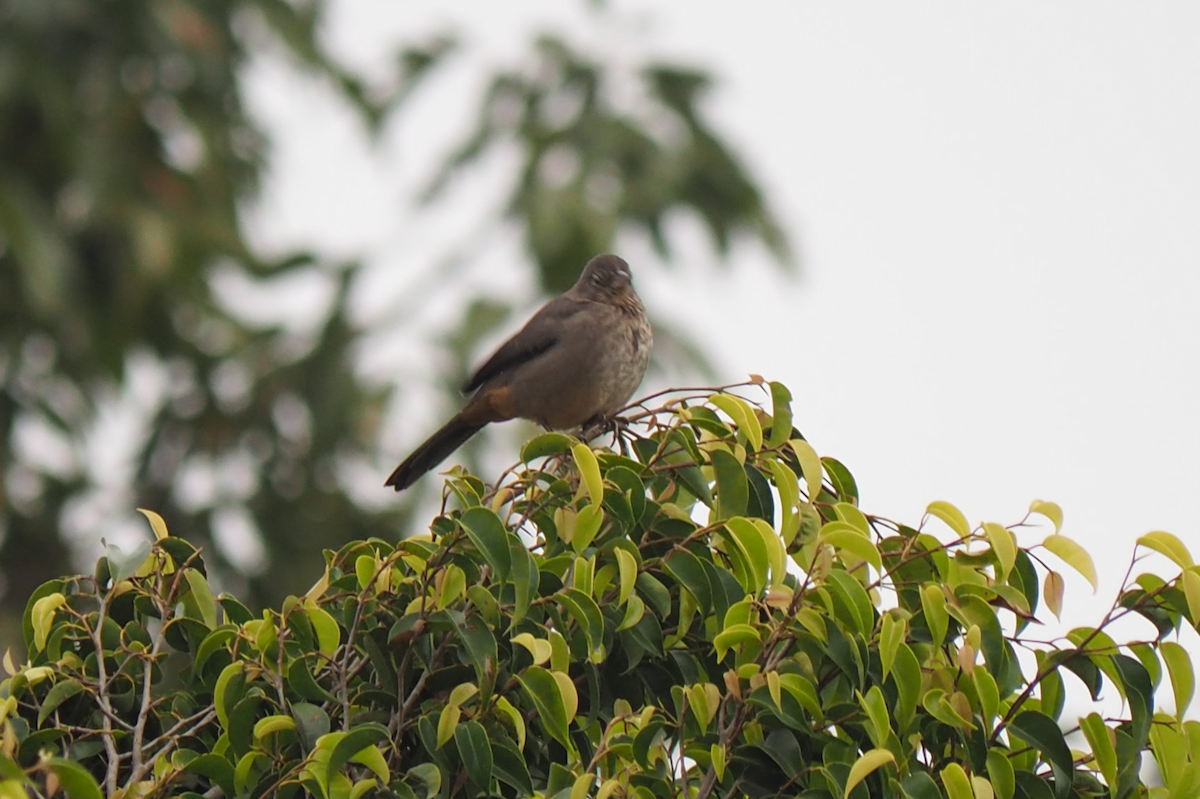 ムジトウヒチョウ - ML647396355