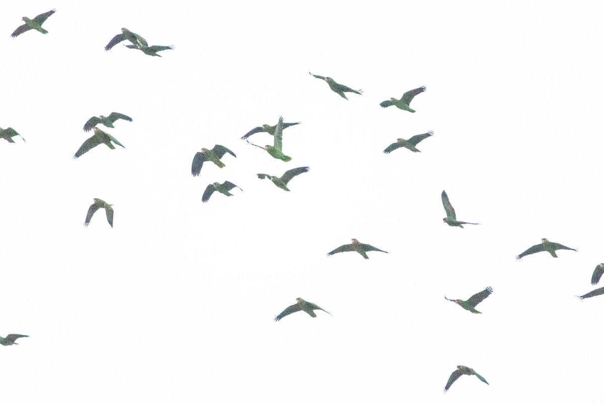 Red-crowned Amazon - ML647396360