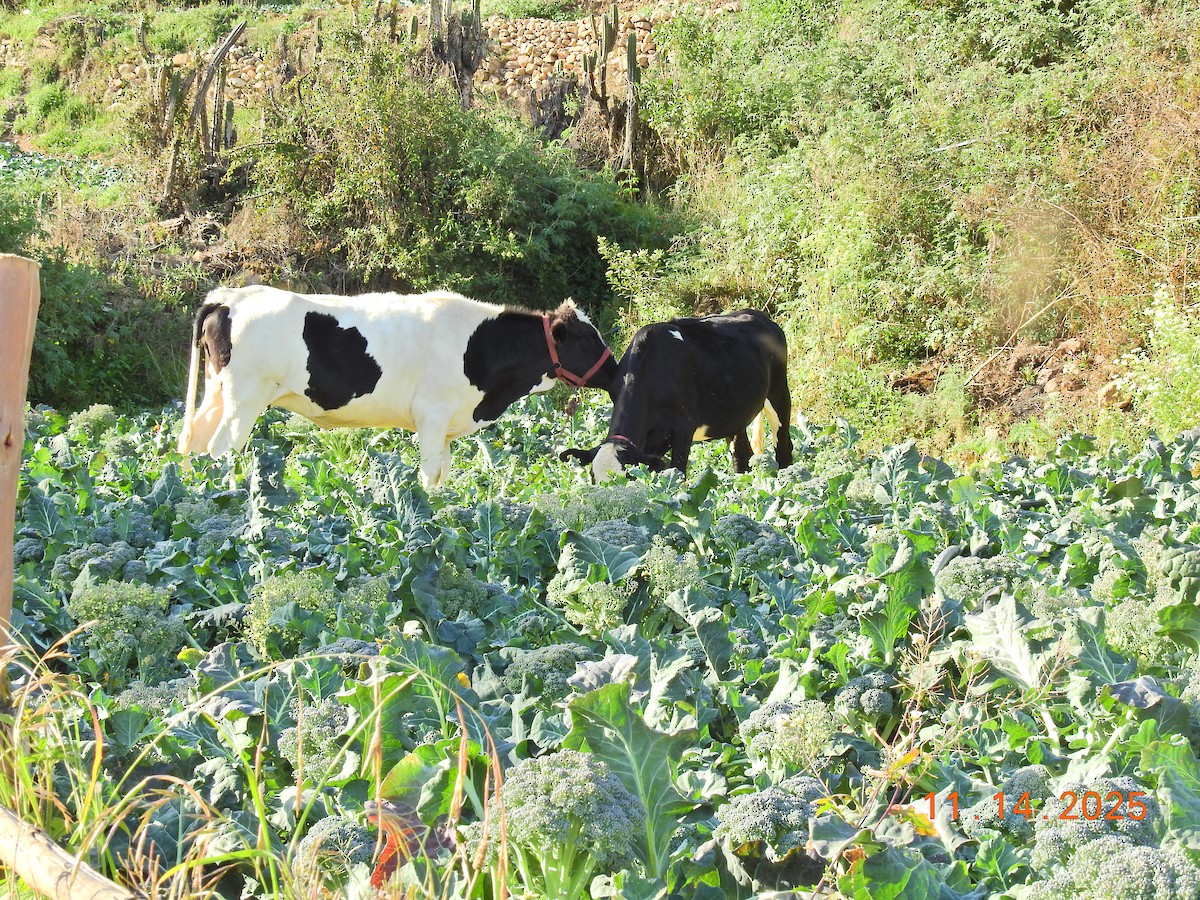 Domestic Cattle - ML647396367