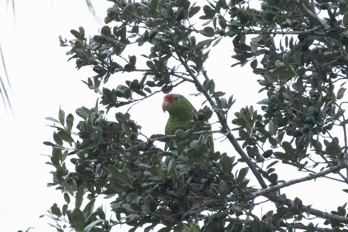 Red-crowned Amazon - ML647396373