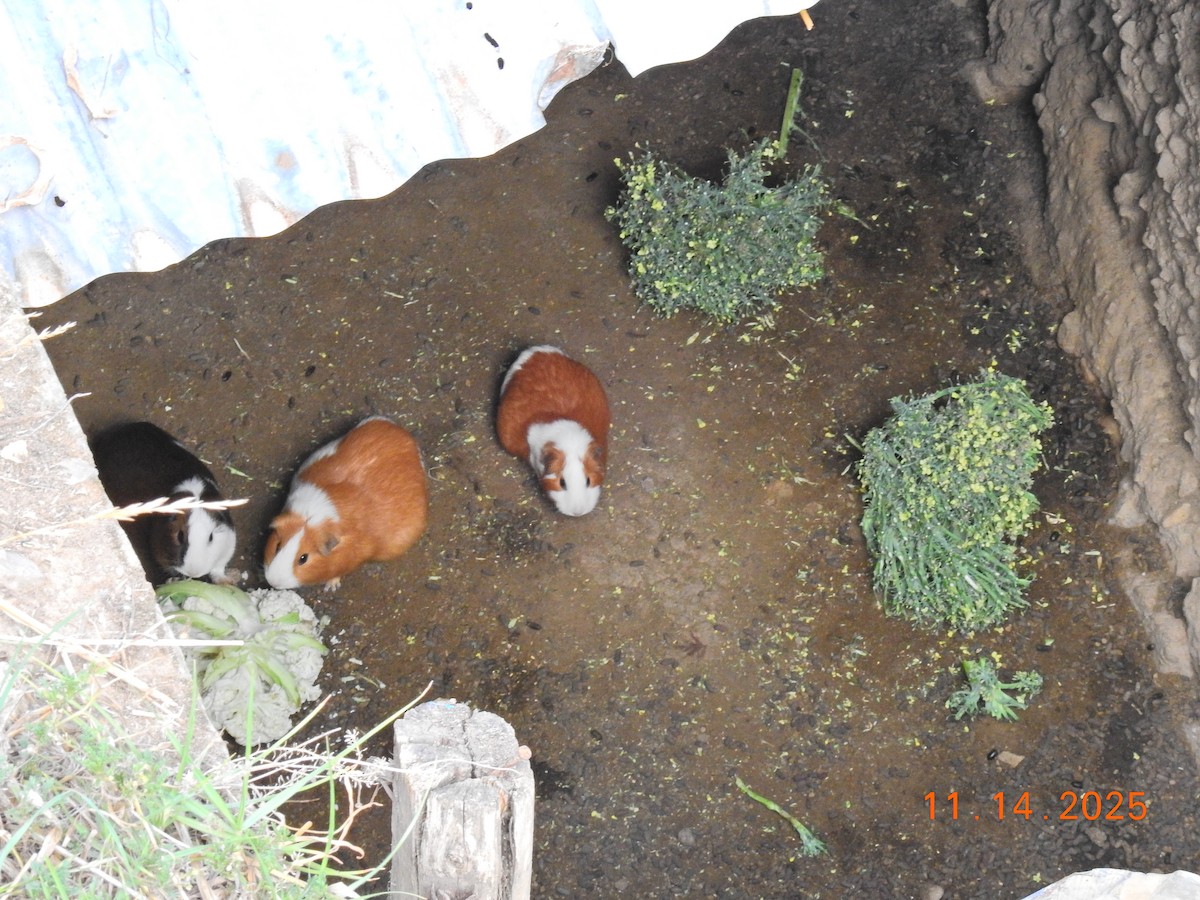 Domestic Guinea Pig - ML647396375