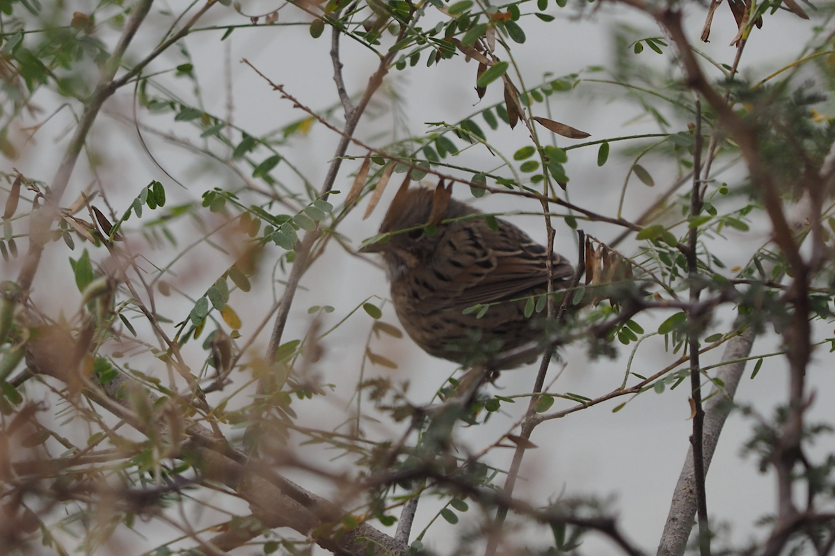 Lincoln's Sparrow - ML647396378
