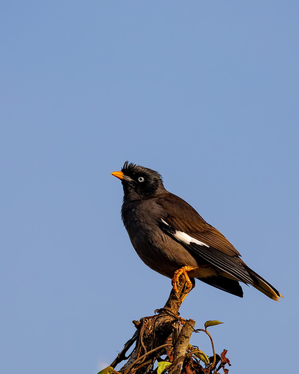Jungle Myna - ML647396381