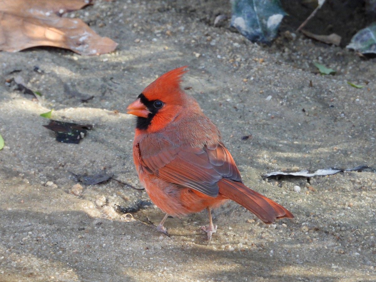 rødkardinal - ML647396385