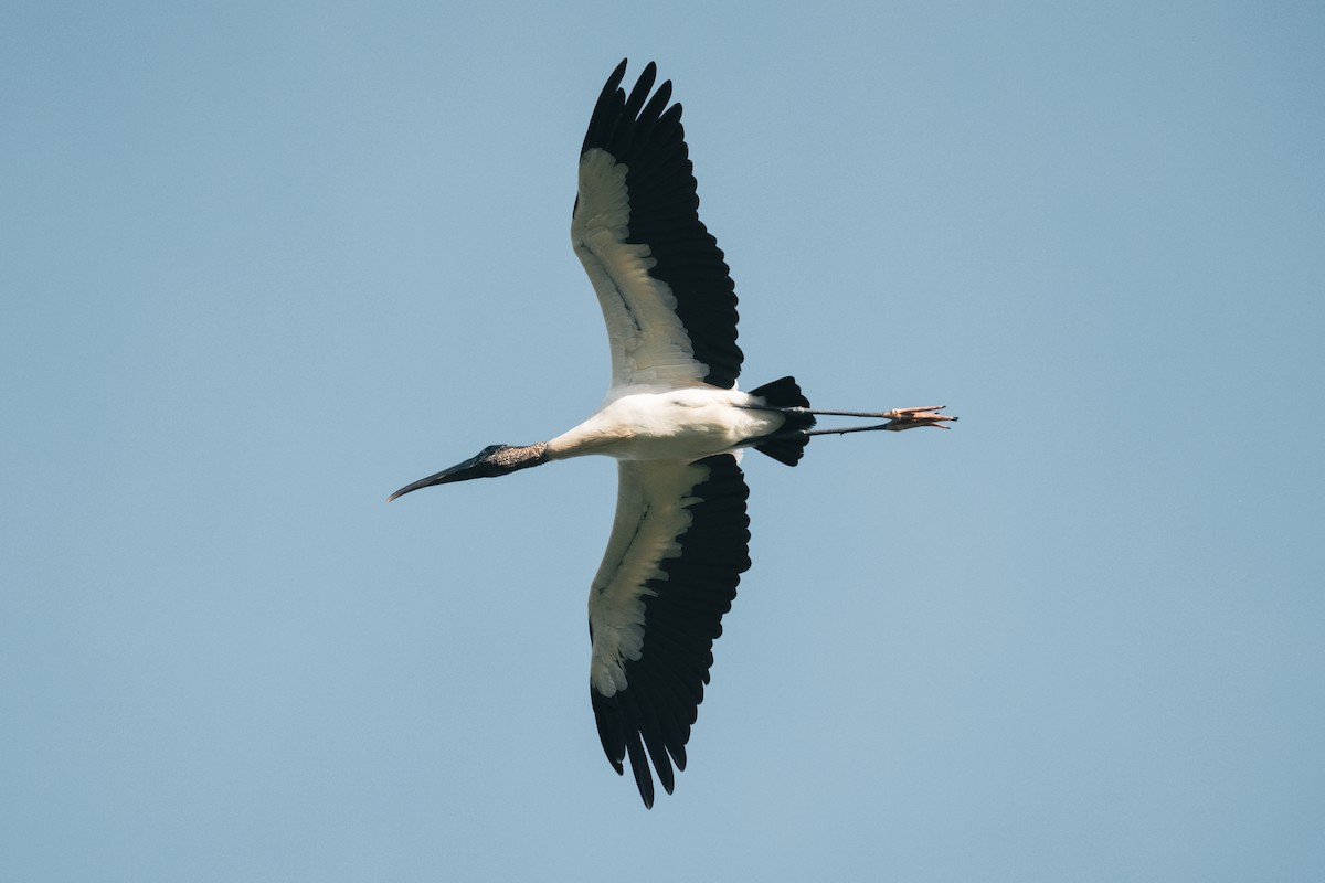Wood Stork - ML647396389