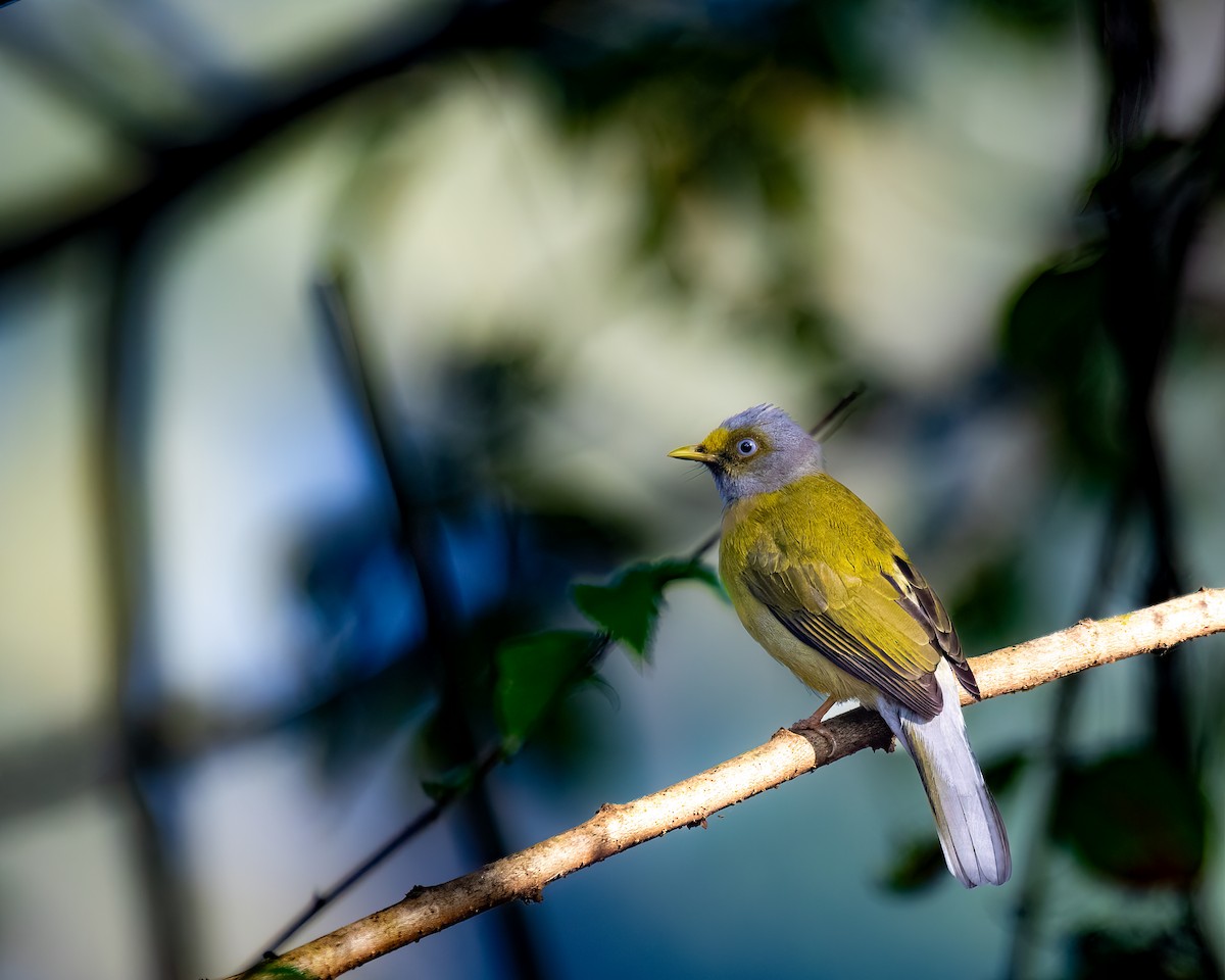 Gray-headed Bulbul - ML647396390