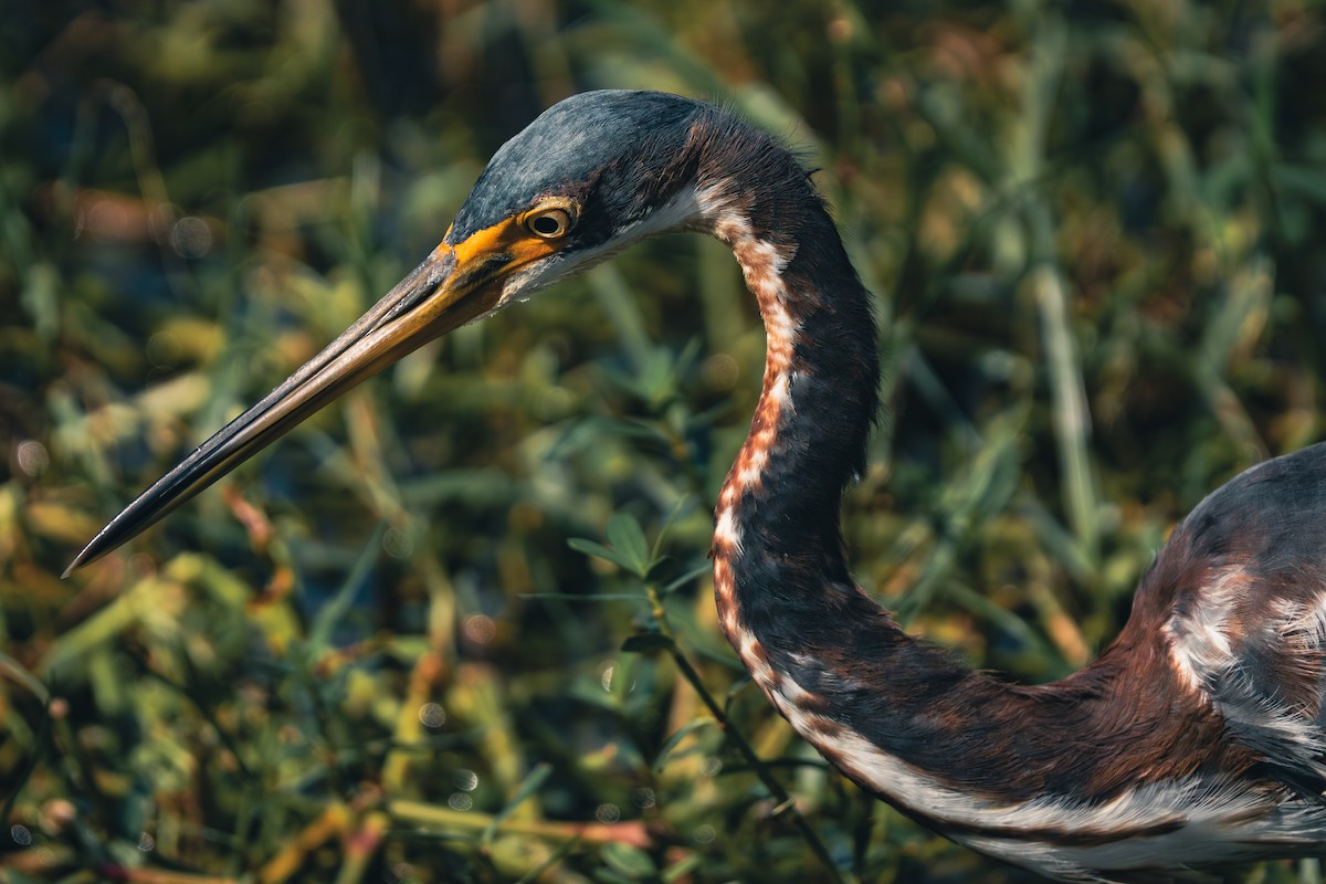 Tricolored Heron - ML647396396