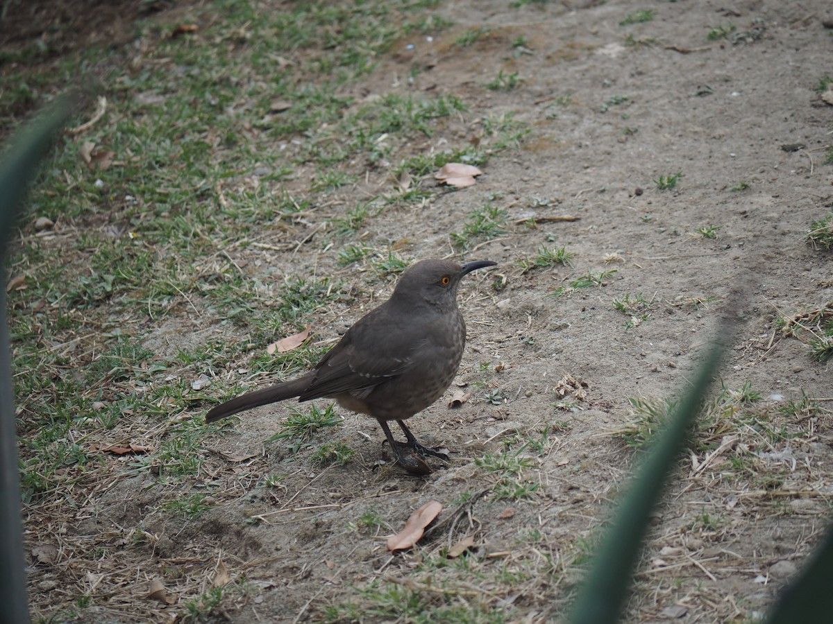 マルハシツグミモドキ - ML647396404