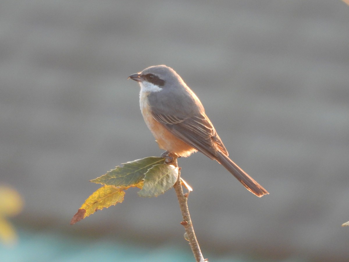 Gray-backed Shrike - ML647396405