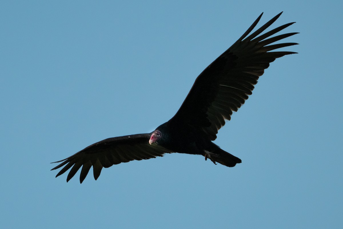 Turkey Vulture - ML647396408