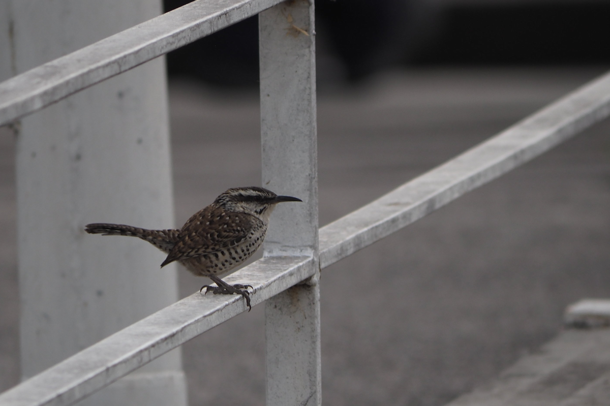 ホシサボテンミソサザイ - ML647396421