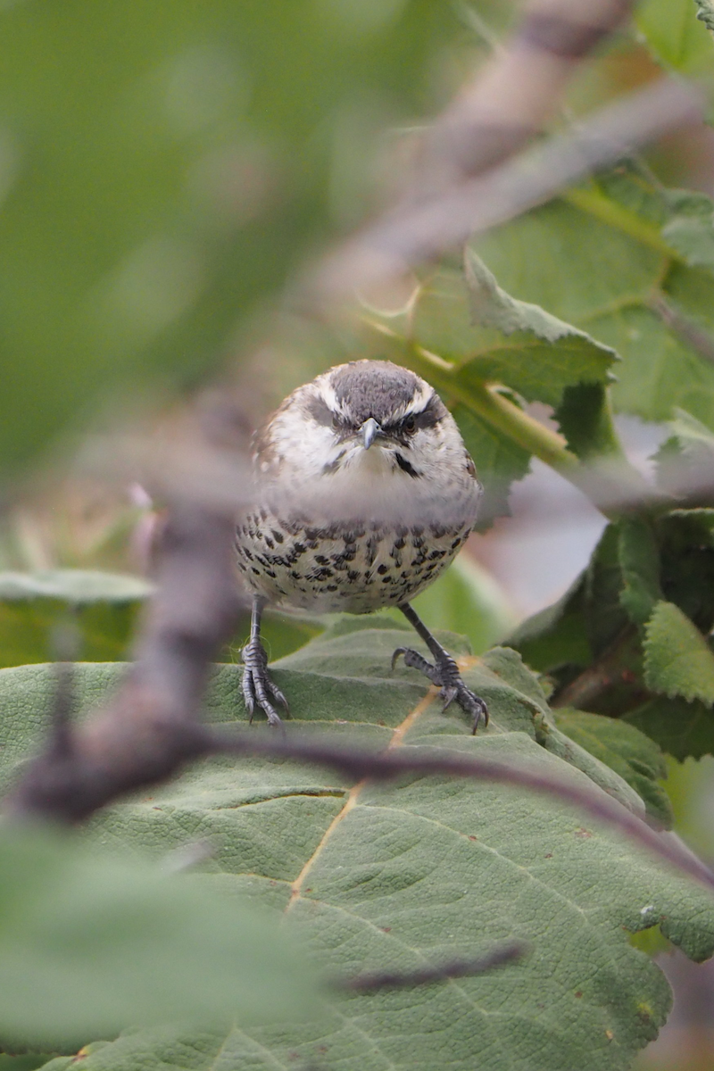 ホシサボテンミソサザイ - ML647396422