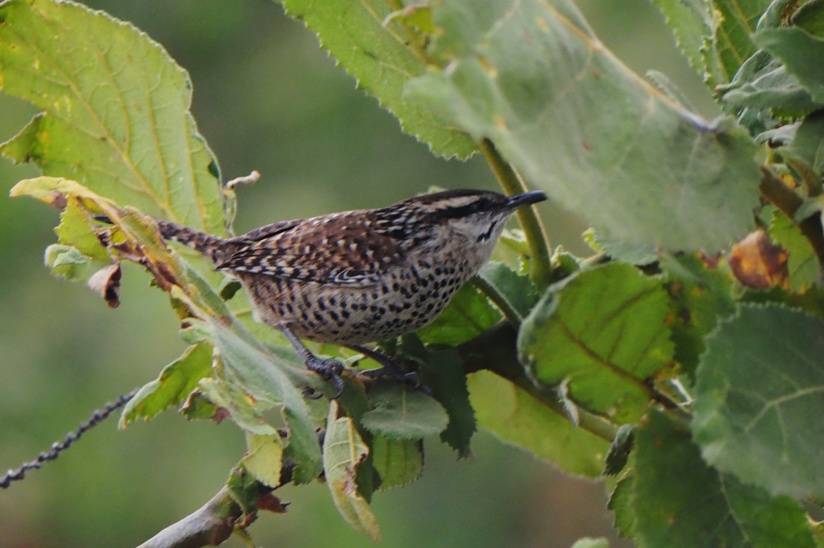 ホシサボテンミソサザイ - ML647396423