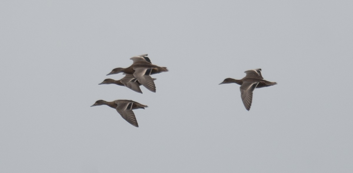 Falcated Duck - ML647396429