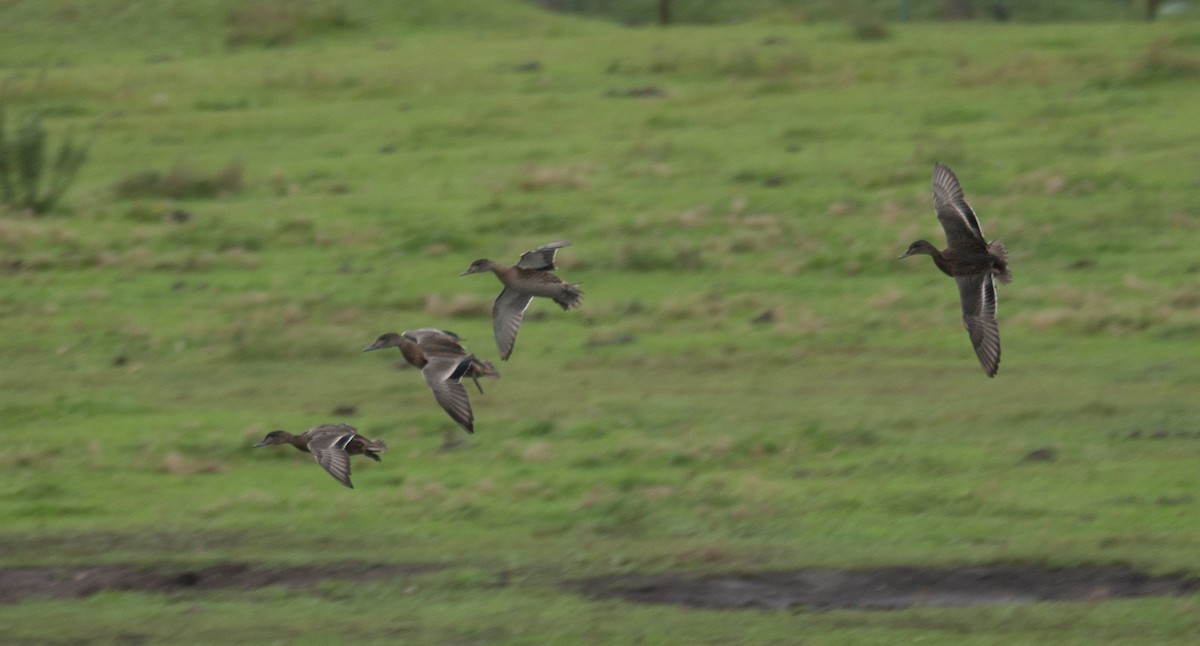 Falcated Duck - ML647396441