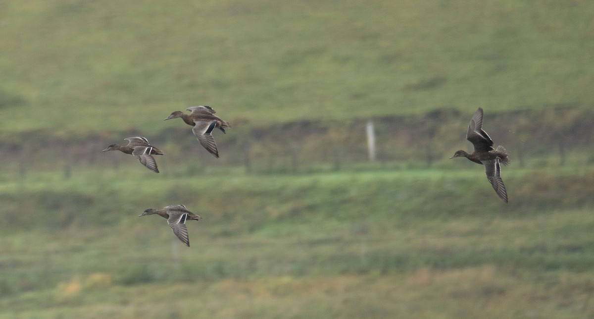 Falcated Duck - ML647396442
