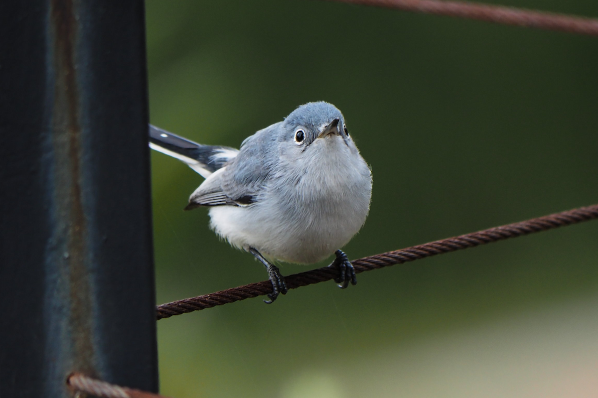 ブユムシクイ - ML647396450