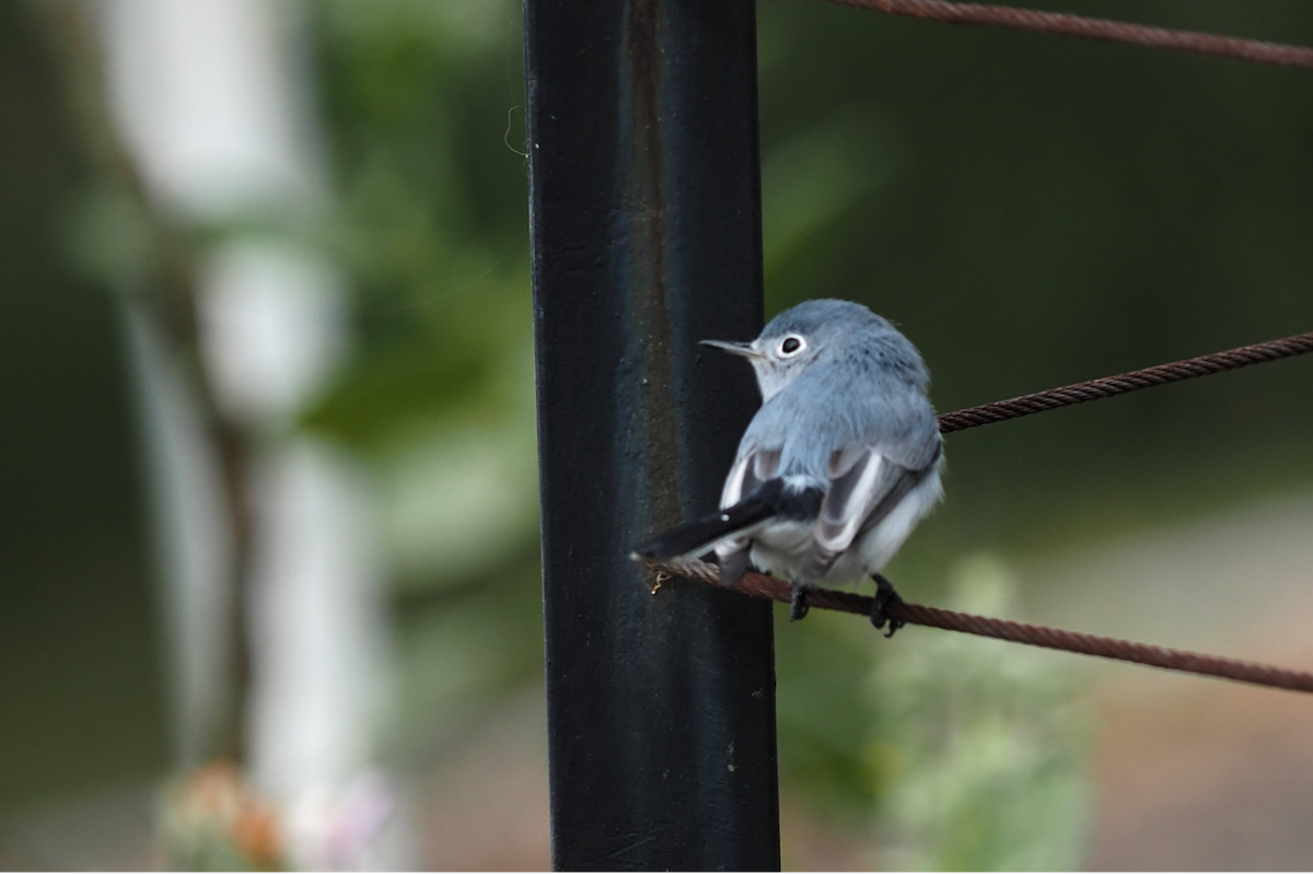 ブユムシクイ - ML647396451