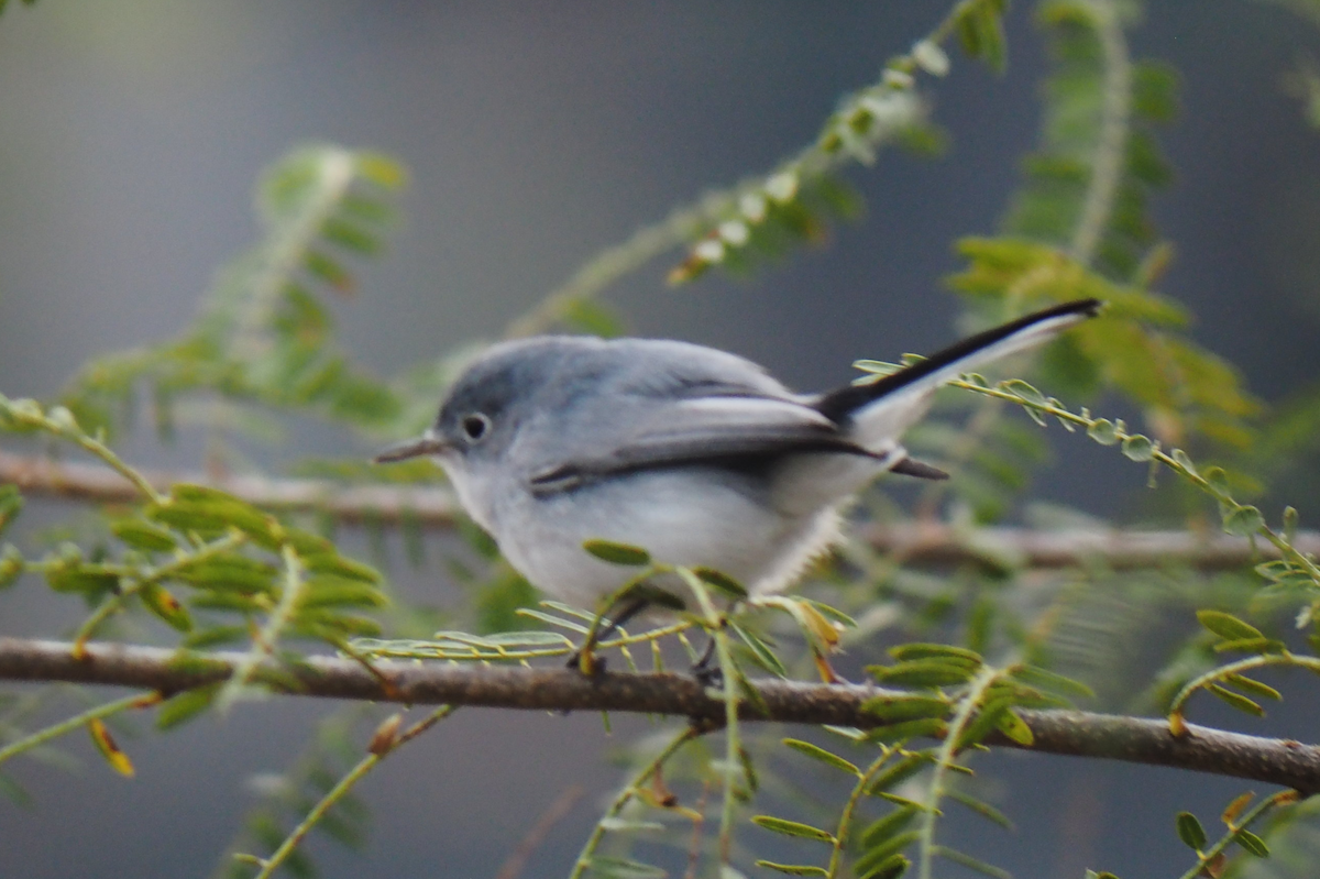 ブユムシクイ - ML647396452