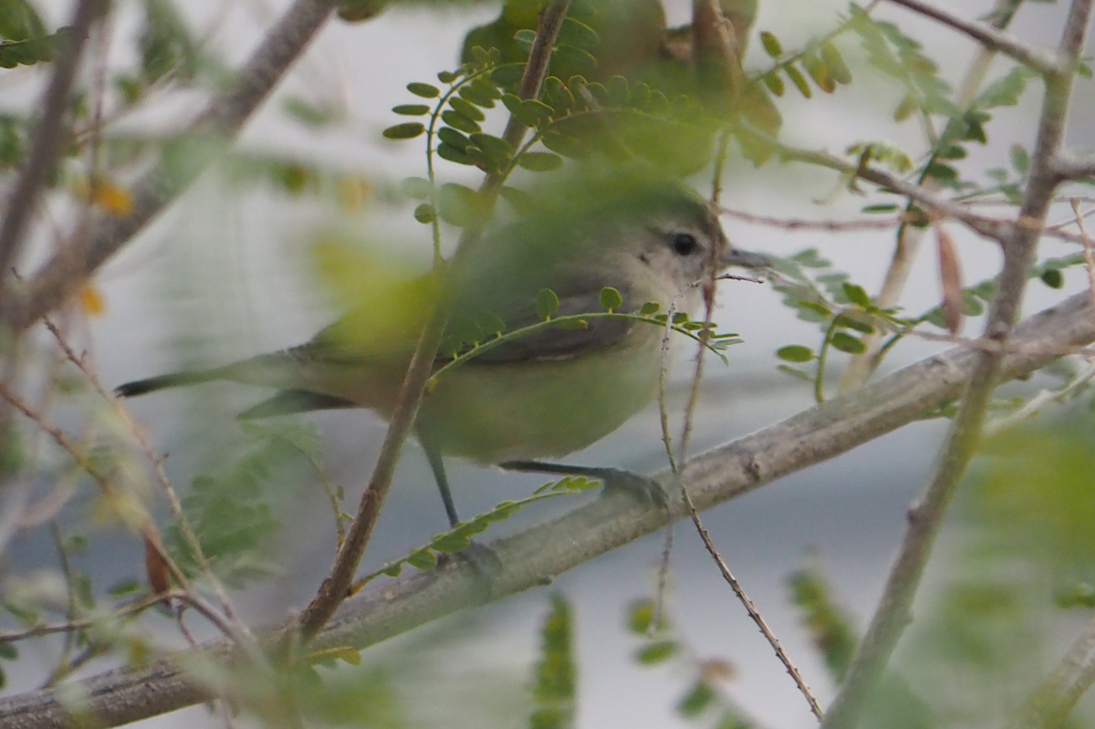 Western Warbling Vireo - ML647396470