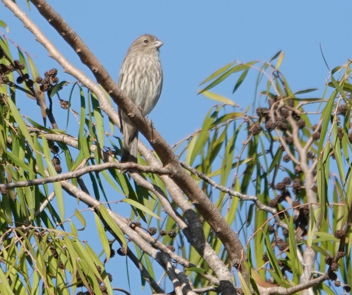 House Finch - ML647396479