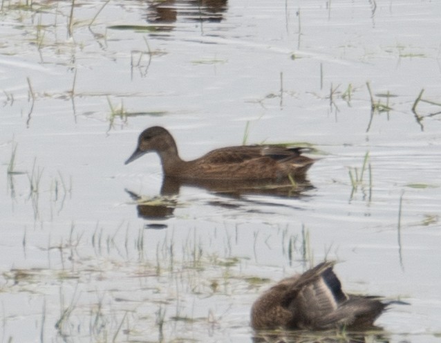 Falcated Duck - ML647396480