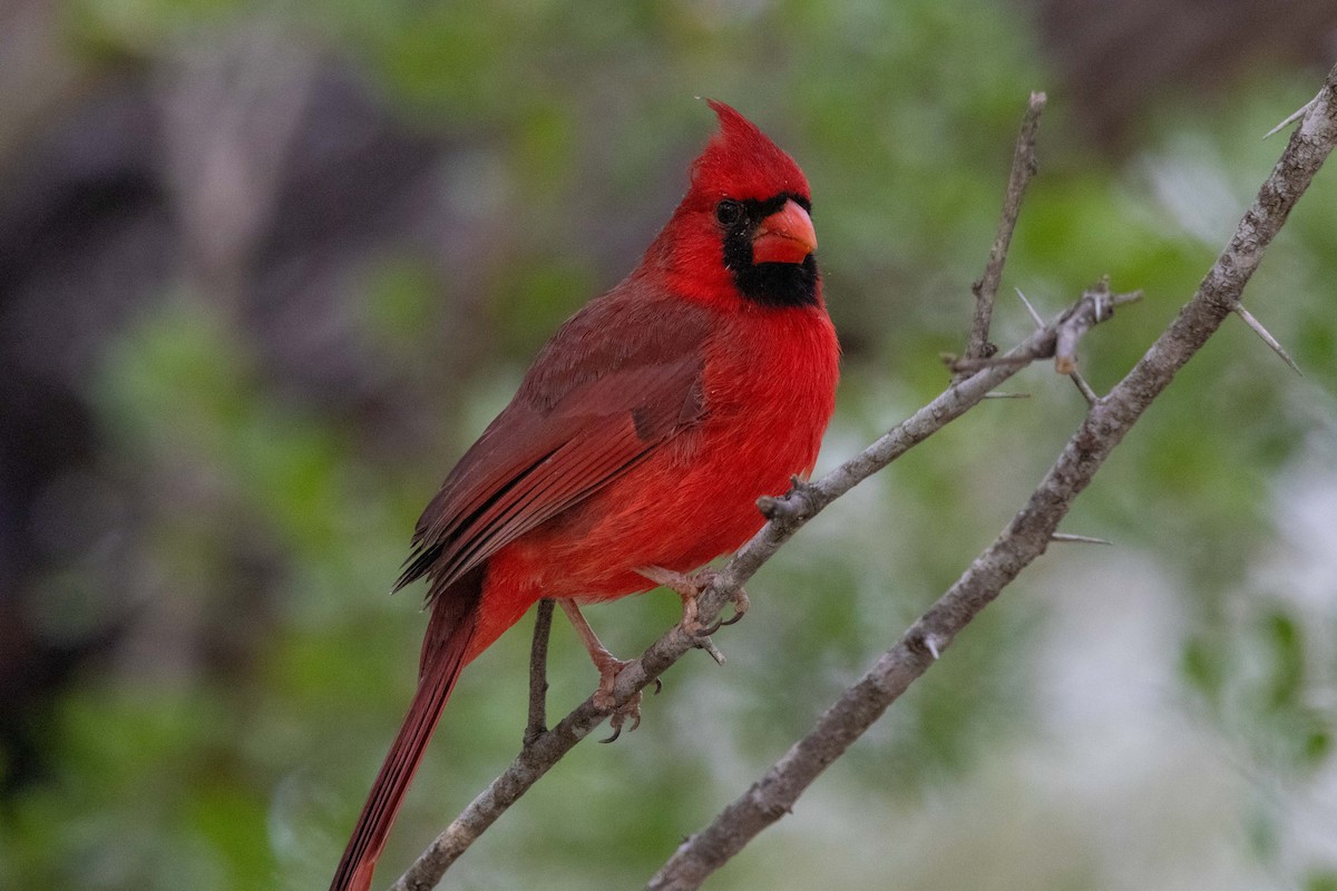 rødkardinal (cardinalis gr.) - ML647396483