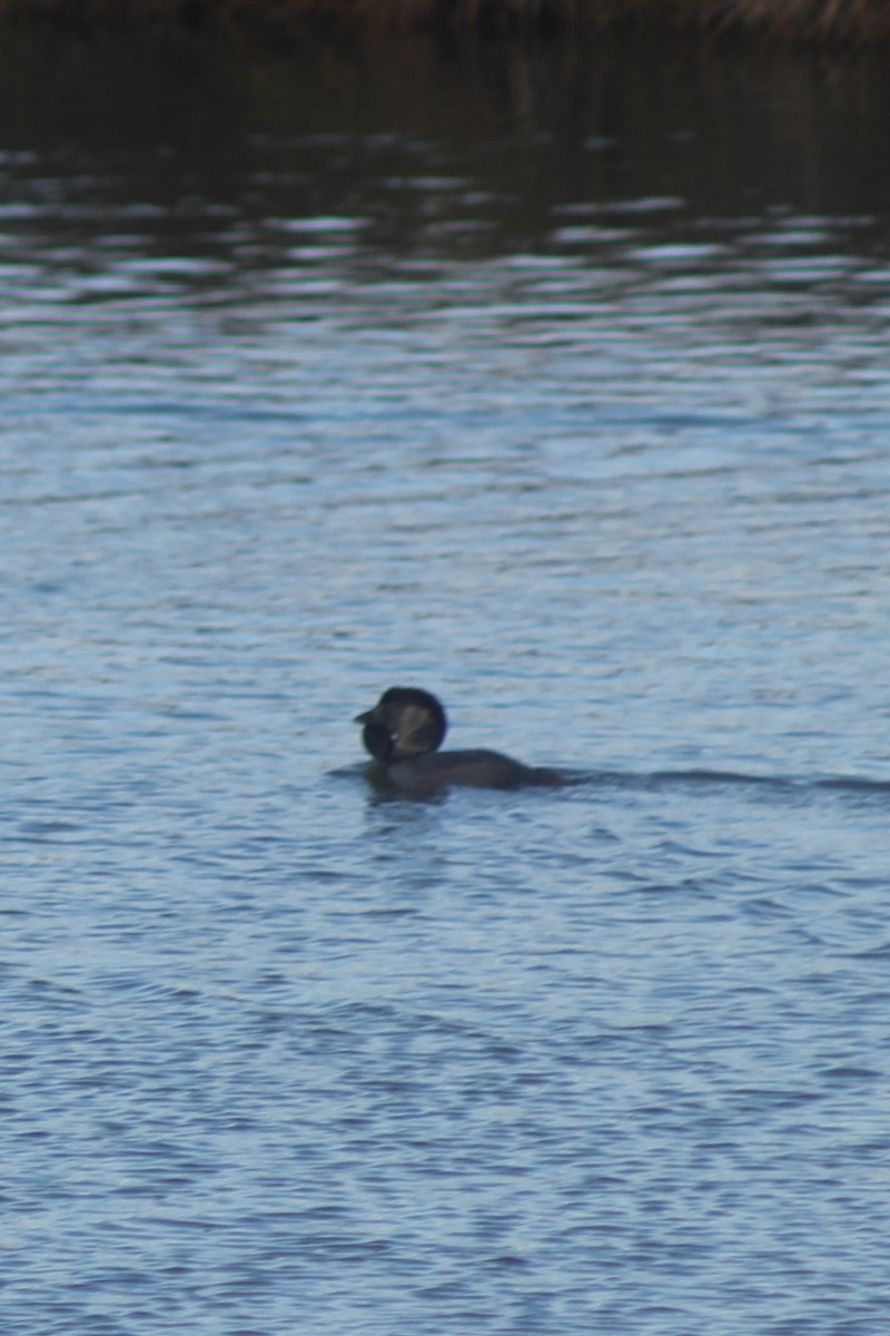 ニオイガモ - ML647396485