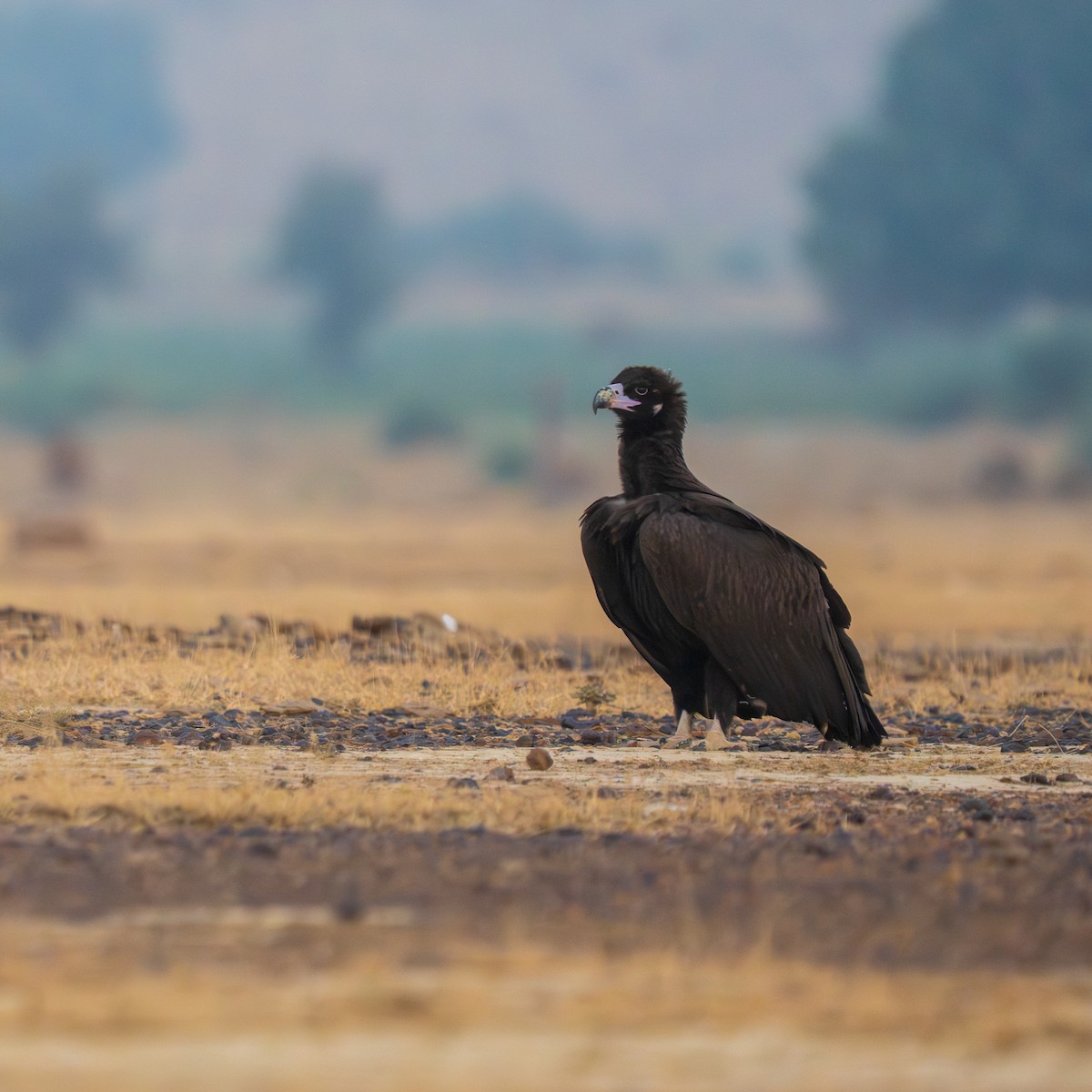 Cinereous Vulture - ML647396489